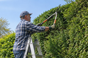 Hedge Cutting Services Bugbrooke Northamptonshire NN7