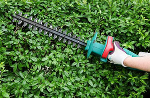 Hedge Cutting Bugbrooke (NN7)