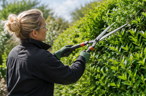 Hedge Cutting Services Hexham Northumberland NE46