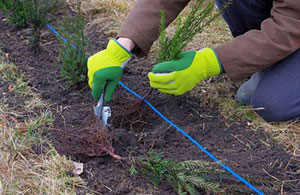 Hedge Planting Bugbrooke