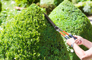 Hedge Trimming in Long Sutton