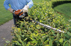 Hedge Cutting Hexham (NE46)
