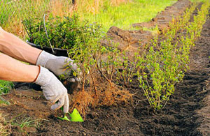 Hedge Planting Tring