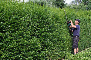 Hedge Trimming in Bugbrooke