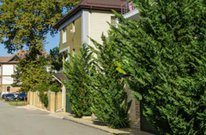 Hedge Trimming Bugbrooke UK