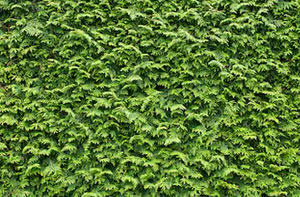 Hedge Trimming Blacon UK