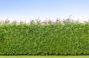 Hedge Trimming Long Sutton UK