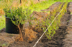 Hedge Planting Caistor