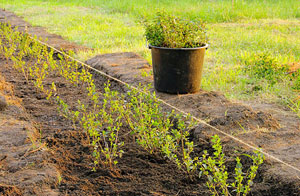 Hedge Planting Watton