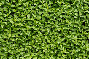 Hedge Maintenance Congleton Cheshire