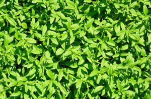 Hedge Maintenance Long Sutton Lincolnshire