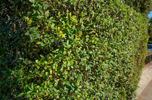 Hedge Maintenance Wadhurst East Sussex
