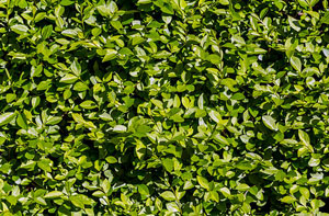 Hedge Maintenance Meltham West Yorkshire